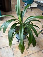 Plante verte Clivia, En pot, Moins de 100 cm, Enlèvement, Plante verte