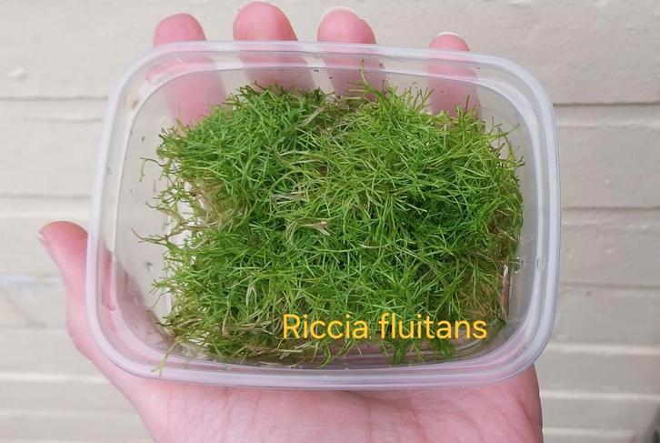 Riccia fluitans (watervorkje) * Aquariumplant, Dieren en Toebehoren, Vissen | Aquaria en Toebehoren, Zo goed als nieuw, Ophalen of Verzenden