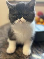 kittens Exotic korthaar, Dieren en Toebehoren, Katten en Kittens | Raskatten | Korthaar, Meerdere dieren, Gechipt, 0 tot 2 jaar