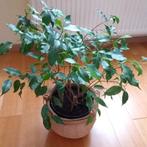 Kamerplant FICUS + een geweven geldpot, Huis en Inrichting, Kamerplanten, Ophalen, Ficus