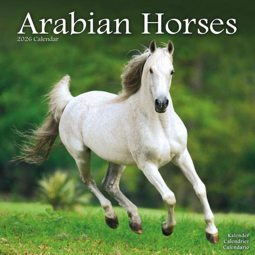 Kalender voor Arabische paarden 2026, Diversen, Kalenders, Nieuw, Jaarkalender, Ophalen of Verzenden