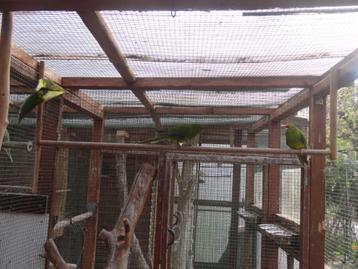 Kakarikie, kakariki beschikbaar voor biedingen