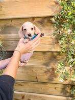 Mooie cream kortharige dwergteckels, Dieren en Toebehoren, België, CDV (hondenziekte), 8 tot 15 weken, Korthaar