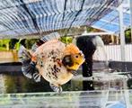 1 x Oranda Short Tail 15 CM Male XL, Dieren en Toebehoren, Goudvis(sen)