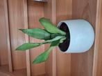 Sanseveria Moonshine, Huis en Inrichting, Ophalen