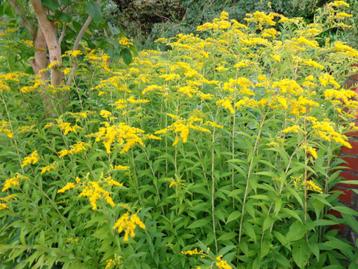 solidago : 2 tiges - fleurs coupées pour bouquet beschikbaar voor biedingen