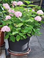 Grand Plante de jardin vivace terrasse, Ophalen