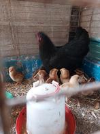 Kloek met 8 kuikens, Dieren en Toebehoren, Pluimvee, Meerdere dieren, Kip