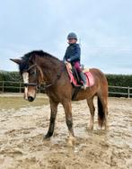 Super toffe D pony, Dieren en Toebehoren, Merrie, B, Gechipt, 3 tot 6 jaar