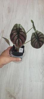 alocasia cuprea red secret, Huis en Inrichting, Kamerplanten, Ophalen