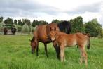 Quarter Horse veulen, Dieren en Toebehoren, Paarden, Hengst, Westernpaard, Gechipt, 0 tot 2 jaar