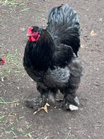 Jonge Brahma Haan, Dieren en Toebehoren, Pluimvee, Mannelijk, Kip