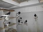 eksterkropper, Dieren en Toebehoren, Meerdere dieren, Kropper