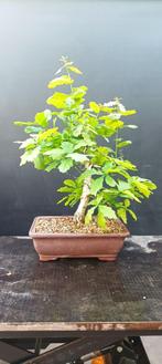 Quercus robur pre bonsai, Lente, Minder dan 100 cm, Volle zon, In pot