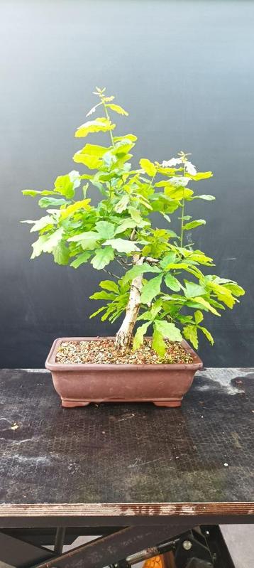 Quercus robur pre bonsai beschikbaar voor biedingen