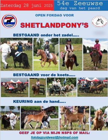 Fokdag 28 juni Shetlandpony Nederland, Dieren en Toebehoren, Merrie, Met stamboom, A pony (tot 1.17m), 3 tot 6 jaar