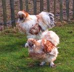 Koppel Zijdehoender, Poule ou poulet