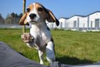 Beagle pup geboren in Belgie, Dieren en Toebehoren, Honden | Beagles, Bassets en Lopende honden, Meerdere, 8 tot 15 weken, Meerdere dieren