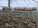 Goed bevleesde rammen, Dieren en Toebehoren