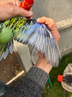 Rossella’s, Dieren en Toebehoren, Vogels | Parkieten en Papegaaien, Parkiet
