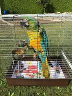 miligold ara vrouw, Dieren en Toebehoren, Vogels | Parkieten en Papegaaien, Vrouwelijk, Papegaai, Geringd