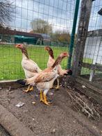 Toom Soeandese vechters, Dieren en Toebehoren, Meerdere dieren, Kip