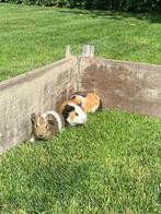 3 mannetjes cavia’s te koop, Dieren en Toebehoren, Knaagdieren, Cavia, Mannelijk, Juli, Tam