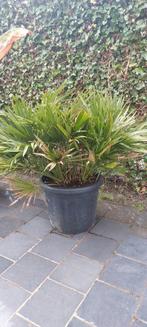 Chameaops Humulis Palm, Tuin en Terras, Planten | Bomen, In pot, Ophalen
