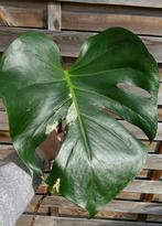 Monstera Deliciosa Albo Variegata Large Form, Ophalen of Verzenden