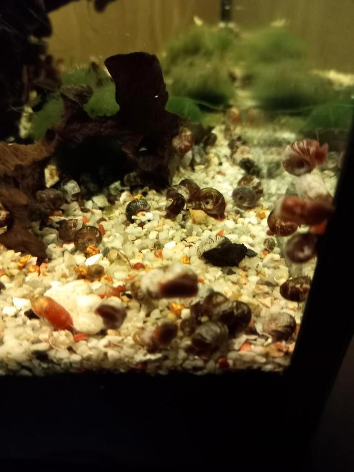 200 voor 8 euro
Posthoornse planorb-slakken
Maximale grootte, Dieren en Toebehoren, Vissen | Aquariumvissen