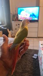 Weggevlogen vogel, Dieren en Toebehoren, Vogel