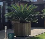 cycas revoluta plant in bak, Tuin en Terras, Zomer, Vaste plant, Overige soorten, Ophalen