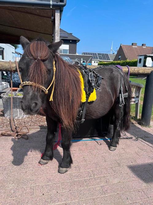 Verzorger/groom, Dieren en Toebehoren, Pony's