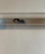 Camponotus Cruentatus mieren koningin met broed, Dieren en Toebehoren, Insecten en Spinnen, Mieren