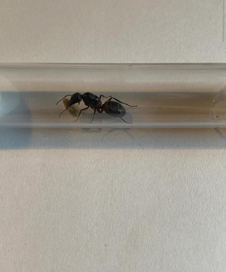 Camponotus Cruentatus mieren koningin met broed, Dieren en Toebehoren, Insecten en Spinnen, Mieren