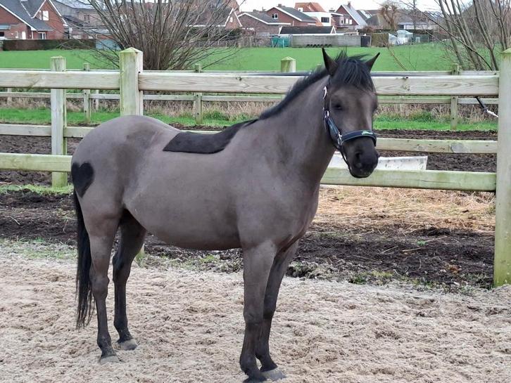 B pony, Animaux & Accessoires, Poneys, Hongre, B, Poney B (1.17 m à 1.27 m), Poney de dressage, 3 à 6 ans, Vermifugé