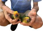 2 handtamme zonparkieten, Dieren en Toebehoren, Meerdere dieren, Parkiet, Geringd