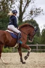 Trainingsstal beschikbaar springpaarden, Dieren en Toebehoren, Niet van toepassing