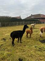 Alpaca hengstje, Dieren en Toebehoren, Overige Dieren, Mannelijk