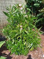 Oleander 1,40 m hoog, Ophalen