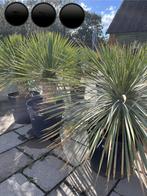 Yucca Rostrata 110/120 cm stamdikte 45, Tuin en Terras, Planten | Tuinplanten, Ophalen