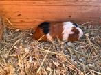 Jonge cavia’s, Janvier, Plusieurs animaux, Cobaye