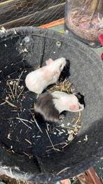 Cavia vrouwtjes, Vrouwelijk
