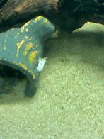 Snow white pleco, Dieren en Toebehoren, Vissen | Aquariumvissen