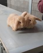 Nederlandse hangoor konijntjes (nog 2 beschikbaar), Dieren en Toebehoren, Meerdere dieren, Hangoor, 0 tot 2 jaar