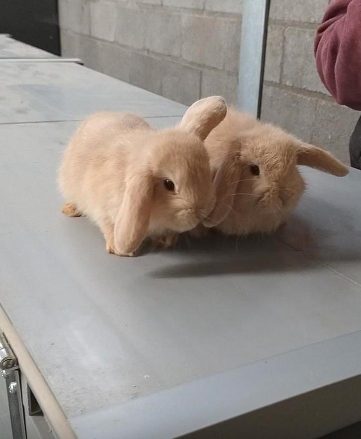 Nederlandse hangoor konijntjes (nog 2 beschikbaar), Dieren en Toebehoren, Konijnen, Meerdere dieren, 0 tot 2 jaar, Hangoor