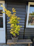 Japanse esdoorn Acer palmatum Gekkoh nishiki, Ophalen, Herfst
