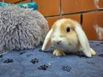 Hanghoorkonijntjes, Dieren en Toebehoren, Konijnen, Meerdere dieren, Dwerg, Hangoor, 0 tot 2 jaar