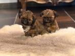 Chiots Shih Tzu, Chien (mâle), Autres races, Belgique, Plusieurs