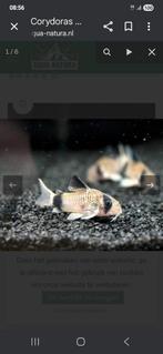 Corydoras panda locatie maastricht